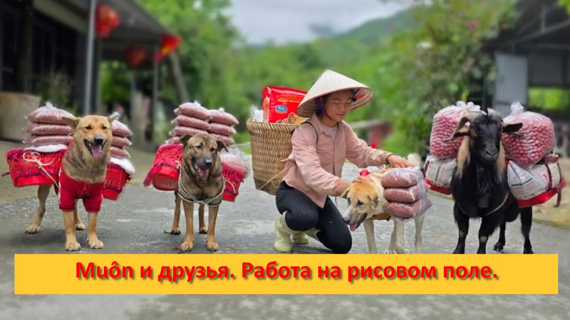 Muôn и друзья из Вьетнама. Работа на рисовом поле.