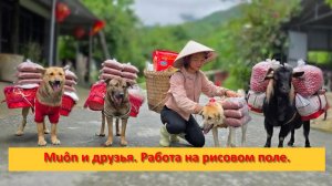 Muôn и друзья из Вьетнама. Работа на рисовом поле.