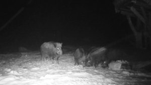 Кабан: сила и осторожность — наблюдаем через фотоловушку