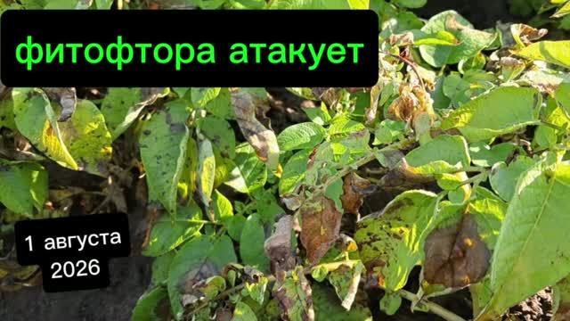 Растениеводство