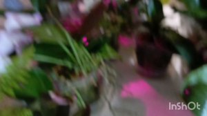 делайте так и орхидеи вам скажут спасибо 🤗🌿🌸❤