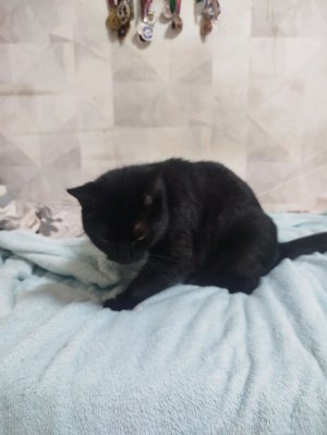 кот 🐱