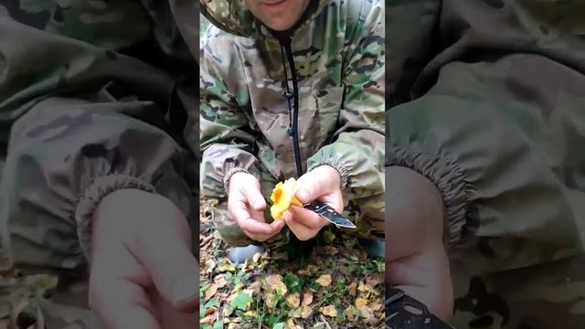 Поход в лес за грибами