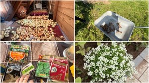 1 августа. Столько лука у меня ещё не было. В поисках хрена. Часть 1
