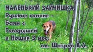 МАЛЕНЬКИЙ ЗАЙЧИШКА. Русские гончие -  Баян с Говорушей  и Ношик 3 мес. вл. Шатров В.А. #hunting