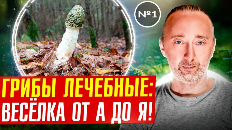 Гриб Весёлка_ полный разбор лечебных свойств!