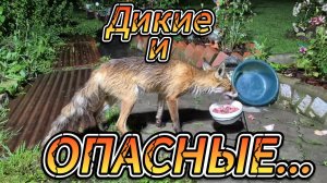 Опасные животные
