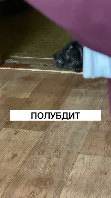 Три Гришиных состояния 💃 #кот #смешноевидео #юмор