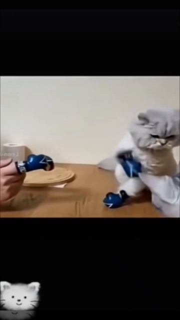 Котики актёры