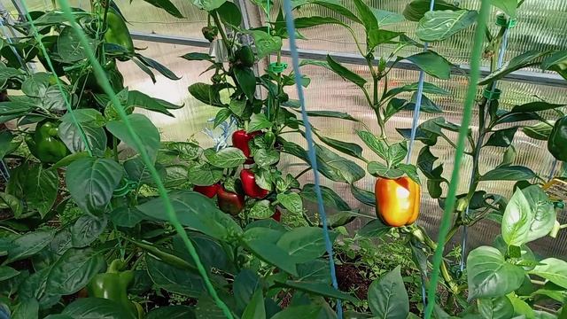 А, ЧТО ЕСЛИ ПОСЕЯТЬ СЕМЕНА ИЗ ПЕРЦЕВ, КУПЛЕННЫХ В МАГАЗИНЕ.