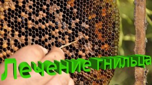 Лечение гнильцовых заболеваний: метод профессора Кашковского 🐝💊🚫