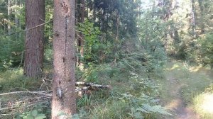 Встреча паука «крестовика» Брянская область. Жуковский район. п.Тросна. Станция 183км.