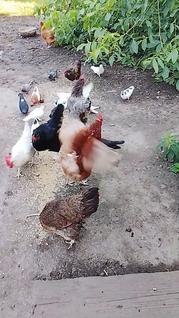 Утро Куры и голуби