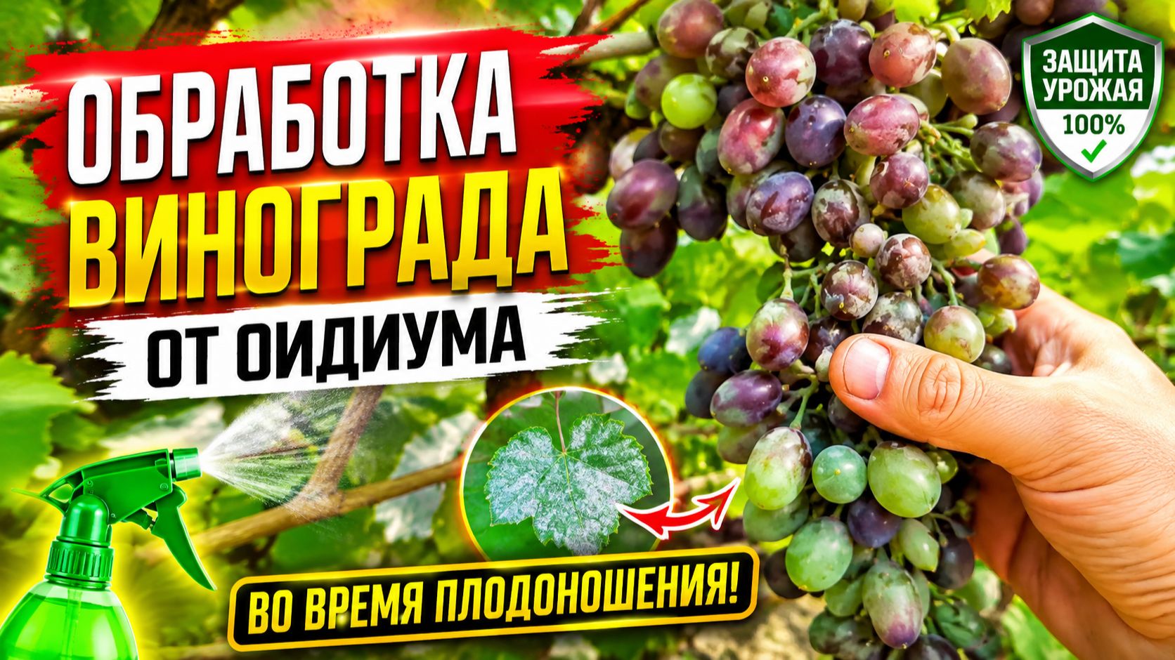 Обработка винограда от оидиума во время плодоношения. Чем и как это делаем.