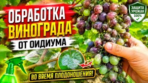 Обработка винограда от оидиума во время плодоношения. Чем и как это делаем.
