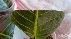 что делать если листик Глоксинии долго не дает деток? 🤔🤔а вот что... 🌱🌿🏵