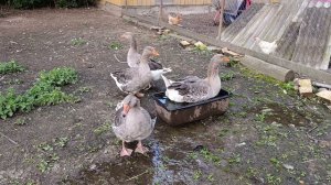 Воскресным вечером в деревне 🏠🌞 Гуси 🪿 куры 🐔🐓 волкодав Ева 🐈 рыжий кот Фокс 🐱