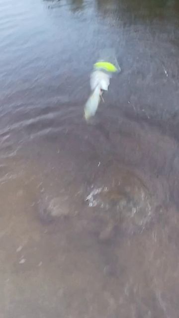 Маленькая акробатка...🐊👍🏻😁