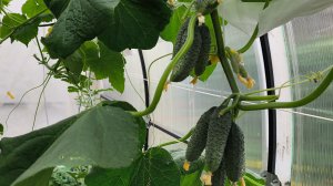 Собираю 🥒и вырываю огуречный куст в теплице.