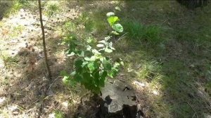 Березка выросла на пеньке, лес пытается исправить сделанное человеком