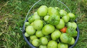 Помидорный  день,🍅🍅🍅