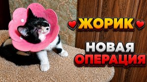 Жорик. Новая операция.