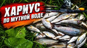 Хороший клев хариуса в мутной воде горной реки. Есть трофеи! Начало июля 2021 года.