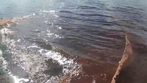 Рыбалка на Енисее, вновь невод и неплохой улов.