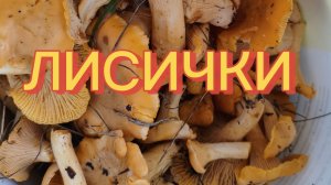 02-08-2026 РОДНЫЕ ПРОСТОРЫ,ЛИСИЧКИ.