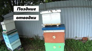 Поздние отводки очеень полезны для пасеки.