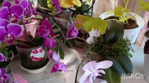 Цветущий стол 1 🏵🌿🌿👍 орхидеи, филодендроны ,колеус,под красивую музыку 🎶