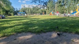 ГОЛУБОЧКИ У НАС НА ПЛОЩАДКЕ