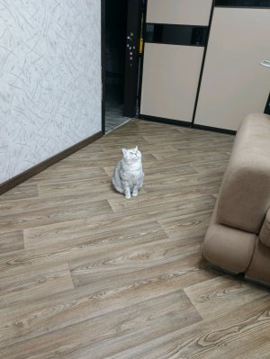 мой кот