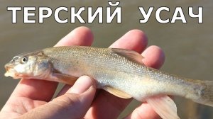 Горная рыбалка на ТЕРСКОГО УСАЧА в горах южного Дагестана.
