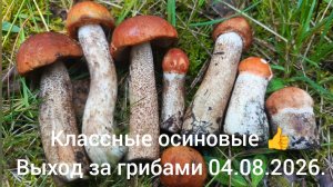 Выход за грибами  04.08.2026. - классные осиновые 👍.