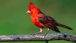 🐦 УСПОКАИВАЮЩАЯ МУЗЫКА ДЛЯ СНА И ПЕНИЕ ПТИЦ НА БЕРЕГУ ОЗЕРА 🎵 РЕЛАКС МУЗЫКА ДЛЯ ДУШИ НА ЗАКАТЕ ДНЯ