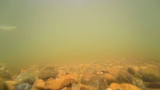 Подводный мир полный рыб | Релакс 23 мин | Underwater World Full Of Fish | Relax 23 Min