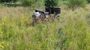 Собрал чернику недалеко от села. 28.07.26