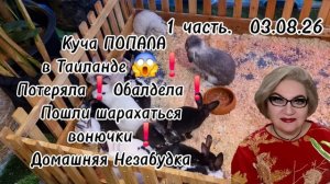 1 часть. Куча ПОПАЛА в Таиланде😱❗️Потеряла❗️Обалдела❗️Пошли шарахаться вонючки❗️