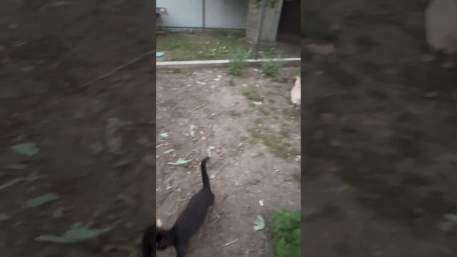 Огурцы плодоносят по новой!! Поймала волшебство 😊