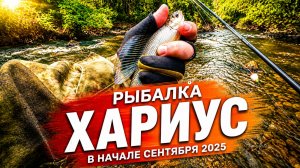 Рыбалка на хариуса в начале сентября 2025. На горной реке Приморского края. #горнаярыбалка #хариус