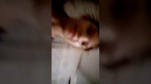 жарим шашлыки в деревне костер