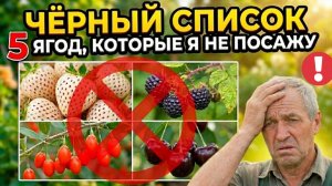 5 ягод, которые я больше НИКОГДА не посажу - мой ягодный чёрный список для сада и огорода