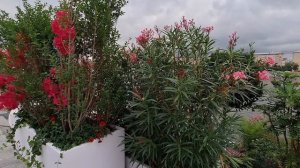 Срочно!Бежим в погоню за кораблями.Парк культуры и отдыха им.Горького-30.07.2026 год.