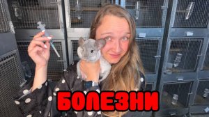 Все БОЛЕЗНИ у Шиншилл | Причины и лечение