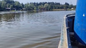 зарыбление осетром
