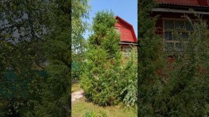 Дачное утро🌻🌻🌻