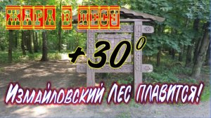Измайловский лес в августе. Жара +30! Всё плавится! Фото-прогулка.