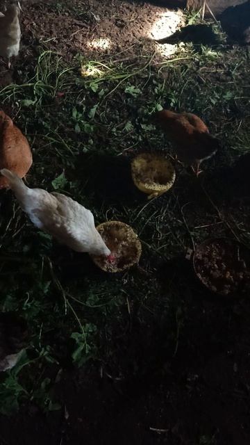 завтрак для кур