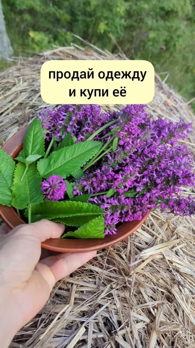 панацея средневековых трав
